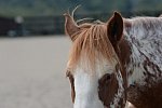 MUSTANG-HANNAH DEMO-10-15-21-3031-DDeRosaPhoto