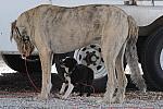 0706-NAJYRC-7-26-09-Dogs-DDeRosaPhoto.jpg