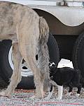 0708-NAJYRC-7-26-09-Dogs-DDeRosaPhoto.jpg