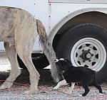 0709-NAJYRC-7-26-09-Dogs-DDeRosaPhoto.jpg