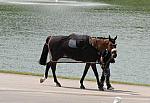 0860-NAJYRC-7-26-09-Misc-DDeRosaPhoto.jpg