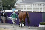 Olympics-EVJg-7-27-12-0463-AoifeClark-MasterCrusoe-IRL-DDeRosaPhoto