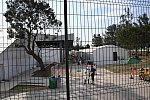 Olympics-RIO-SJ-2ndQual-Rnd1TM-8-16-16-5759-DDeRosaPhoto