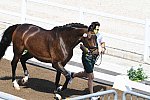 OLY-2020-DRESSAGE-JOG-7-24-21-0726-102-KELLY LAYNE-SAMHITAS-AUS-DDEROSAPHOTO