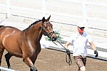 OLY-2020-DRESSAGE-JOG-7-24-21-0738-104-FLORIAN BACHER-FIDERTRAUM-AUT-DDEROSAPHOTO