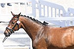OLY-2020-DRESSAGE-JOG-7-24-21-0740-104-FLORIAN BACHER-FIDERTRAUM-AUT-DDEROSAPHOTO