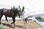 OLY-2020-DRESSAGE-JOG-7-24-21-0751-105-THEURER V MAX-ABEGGLEN NRW-AUT-DDEROSAPHOTO