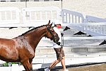 OLY-2020-DRESSAGE-JOG-7-24-21-0758-106-C SCHUMACH C-TE QUIERO SF-AUT-DDEROSAPHOTO