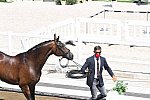 OLY-2020-DRESSAGE-JOG-7-24-21-0767-108-ALEXA FAIRCHILD-DABANOS D'04-BEL-DDEROSAPHOTO