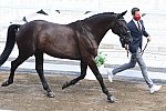 OLY-2020-DRESSAGE-JOG-7-24-21-0774-109-DOMIEN MICHIELS-INTERMEZZO VAN HET MEERDA-BEL-DDEROSAPHOTO