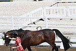 OLY-2020-DRESSAGE-JOG-7-24-21-0789-111-LAURENCE ROOS-FIL ROUGE-BEL-DDEROSAPHOTO