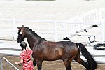 OLY-2020-DRESSAGE-JOG-7-24-21-0790-111-LAURENCE ROOS-FIL ROUGE-BEL-DDEROSAPHOTO