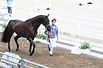 OLY-2020-DRESSAGE-JOG-7-24-21-0831-116-CHRIS VON MARTELS-ECLIPS-CAN-DDEROSAPHOTO