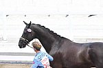 OLY-2020-DRESSAGE-JOG-7-24-21-0836-116-CHRIS VON MARTELS-ECLIPS-CAN-DDEROSAPHOTO