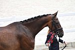 OLY-2020-DRESSAGE-JOG-7-24-21-0843-117-VIRGINIA YARUR-RONALDO-CHI-DDEROSAPHOTO