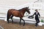 OLY-2020-DRESSAGE-JOG-7-24-21-0885-122-LOSIS DE MUNIZ Y-AQUAMARIJN-DOM-DDEROSAPHOTO