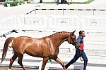 OLY-2020-DRESSAGE-JOG-7-24-21-0896-124-JA GARCIA MENA-DIVINA ROYAL-ESP-DDEROSAPHOTO