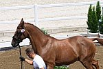 OLY-2020-DRESSAGE-JOG-7-24-21-0951-129-ALEXANDRA AYACHE-ZQ WHAT-FRA-DDEROSAPHOTO