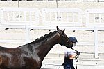 OLY-2020-DRESSAGE-JOG-7-24-21-0957-130-MORGAN BARBANCON-SIR DONNERHALL II OLD-FRA-DDEROSAPHOTO