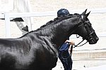 OLY-2020-DRESSAGE-JOG-7-24-21-0966-131-MAXINE COLLARD-CUPIDO PB-FRA-DDEROSAPHOTO