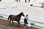 OLY-2020-DRESSAGE-JOG-7-24-21-0974-132-ISABELLA PINTO-HOT CHOCOLAT VD-KWAPLAS-FRA-DDEROSAPHOTO