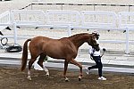 OLY-2020-DRESSAGE-JOG-7-24-21-0991-133-CHARLOTTE DUJARDIN-GIO-GBR-DDEROSAPHOTO
