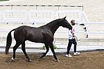 OLY-2020-DRESSAGE-JOG-7-24-21-1003-135-CARL HESTER-EN VOGUE-GBR-DDEROSAPHOTO