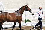 OLY-2020-DRESSAGE-JOG-7-24-21-1010-136-GARETH HUGHES-SINTANO VAN HOF OLYMPIA-GBR-DDEROSAPHOTO