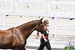 OLY-2020-DRESSAGE-JOG-7-24-21-1055-140-ISABELL WERTH-BELLAROSE 2-GER-DDEROSAPHOTO