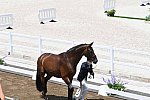 OLY-2020-DRESSAGE-JOG-7-24-21-1080-143-SHINGO HAYASHI-SCOLARI 4-JPN-DDEROSAPHOTO