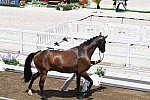 OLY-2020-DRESSAGE-JOG-7-24-21-1083-143-SHINGO HAYASHI-SCOLARI 4-JPN-DDEROSAPHOTO