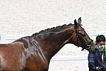 OLY-2020-DRESSAGE-JOG-7-24-21-1094-DDEROSAPHOTO