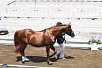 OLY-2020-DRESSAGE-JOG-7-24-21-1113-145-HKAZUKI SADO-LUDWIG DER SONNENKOENIG 2-JPN-DDEROSAPHOTO