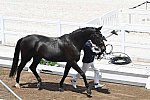 OLY-2020-DRESSAGE-JOG-7-24-21-1121-145-MASANAO TAKAHASHI-RUBICON-JPN-DDEROSAPHOTO