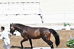 OLY-2020-DRESSAGE-JOG-7-24-21-1133-147-SEON KIM DONG-BELSTAFF-KOR-DDEROSAPHOTO