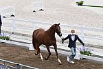 OLY-2020-DRESSAGE-JOG-7-24-21-1145-148 N WAGNER EHLINGER-QUATER BACK JUNIOR FRN-LUX-DDEROSAPHOTO