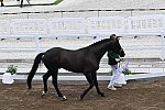 OLY-2020-DRESSAGE-JOG-7-24-21-1158-149-YESSUB RAHMOUNI-ALL AT ONCE-MOR-DDEROSAPHOTO