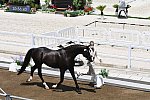 OLY-2020-DRESSAGE-JOG-7-24-21-1195-151-EDWARD GAL-TOTAL US-NED-DDEROSAPHOTO
