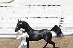 OLY-2020-DRESSAGE-JOG-7-24-21-1209-152-HP MINDERHOUD-DREAM BOY-NED-DDEROSAPHOTO