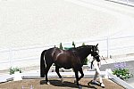 OLY-2020-DRESSAGE-JOG-7-24-21-1220-153-M VAN BAALEN-GO LEGEND-NED-DDEROSAPHOTO