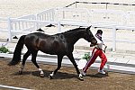 OLY-2020-DRESSAGE-JOG-7-24-21-1317-160-INESSA MERKULOVA-MISTER X-ROC-DDEROSAPHOTO