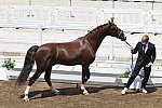 OLY-2020-DRESSAGE-JOG-7-24-21-1325-162-MARIA SHUVALOVA-FAMOUS CROSS-ROC-DDEROSAPHOTO