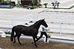 OLY-2020-DRESSAGE-JOG-7-24-21-1373-168-ANTONIA RAMEL-BROTHER DE JEU-SWE-DDEROSAPHOTO