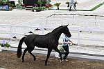 OLY-2020-DRESSAGE-JOG-7-24-21-1374-168-ANTONIA RAMEL-BROTHER DE JEU-SWE-DDEROSAPHOTO