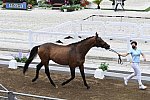 OLY-2020-DRESSAGE-JOG-7-24-21-1405-170-INNA LUGUTENKOVA-FLERARO-UKR-DDEROSAPHOTO