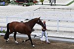 OLY-2020-DRESSAGE-JOG-7-24-21-1451-172-STEFFEN PETERS-SUPPERKASPER-USA-DDEROSAPHOTO