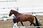 OLY-2020-DRESSAGE-JOG-7-24-21-1459-172-STEFFEN PETERS-SUPPERKASPER-USA-DDEROSAPHOTO