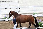 OLY-2020-DRESSAGE-JOG-7-24-21-1460-172-STEFFEN PETERS-SUPPERKASPER-USA-DDEROSAPHOTO
