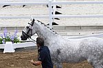 OLY-2020-DRESSAGE-JOG-7-24-21-1523-156-CARLOS PINTO-SULTAO MENEZES-POR-DDEROSAPHOTO