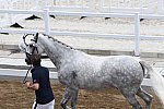 OLY-2020-DRESSAGE-JOG-7-24-21-1524-156-CARLOS PINTO-SULTAO MENEZES-POR-DDEROSAPHOTO